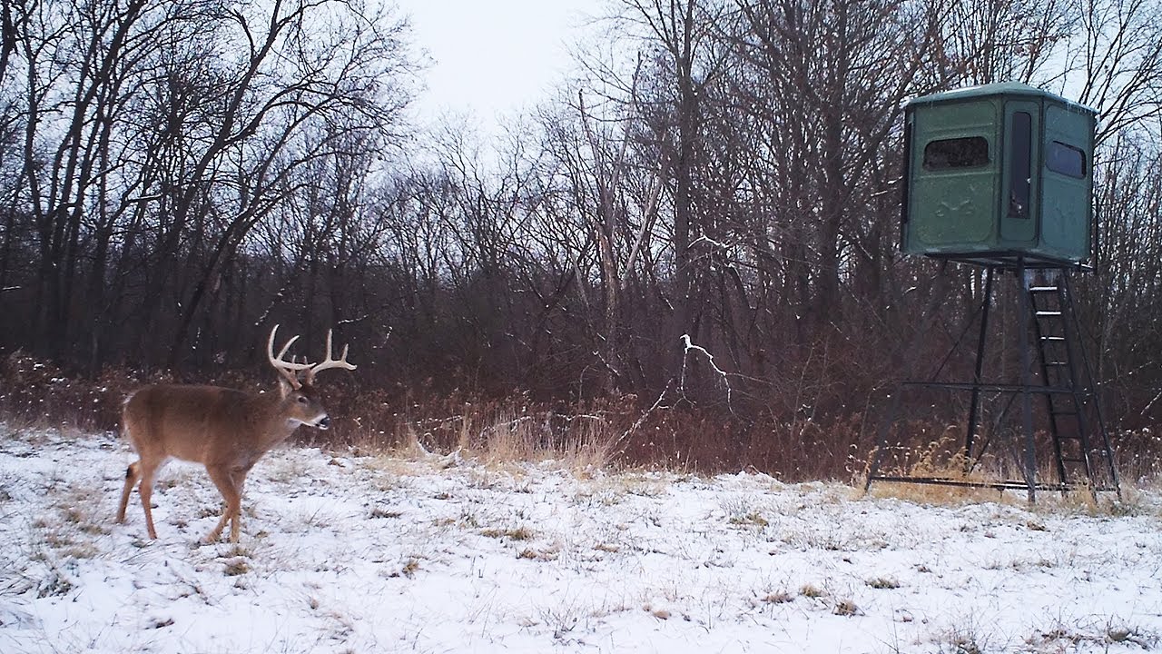 What Should You Feed Deer In The Winter 2025 What Should You Feed Deer In The Winter 2025