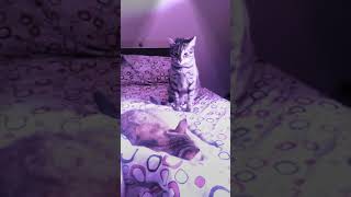 Kedilerimize Şarkı/En Sonun Şarkısı