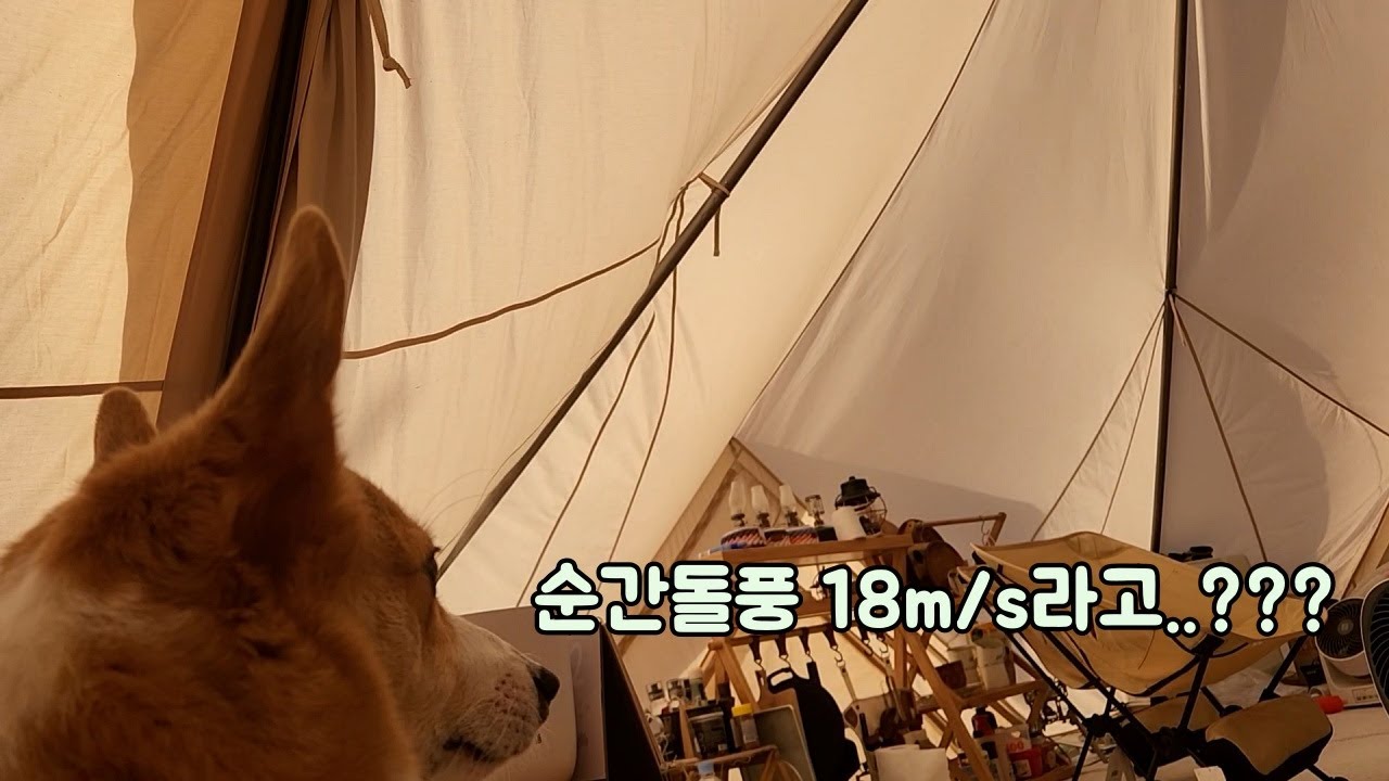 돌풍과 함께한 허호듀 캠핑브이로그/폴대안바꿨음 텐트 무너졌다..../강아지동반캠핑/여주캠핑장 /캠핑주막/더마독/ Welsh Corgi HoDu