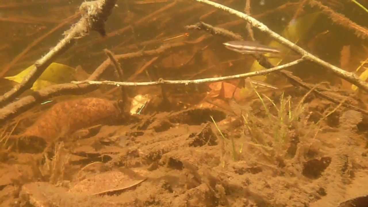 Paracheirodon axelrodi Biotope     Neon Cardenal en su biotopo