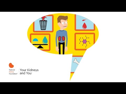 Your Kidneys and You