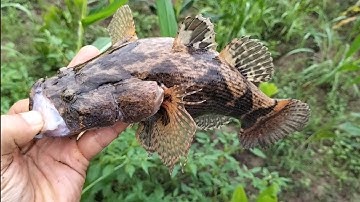 Cắm Câu Cá Lóc Mà Dính Toàn Cá Bóng Tượng Khủng - How to ban snakehead fishing with lizard bait !