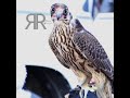 طراة الرجل شبحة بعيد وقوي عزوم اذا ثقلة حمول الجماعه يخففها