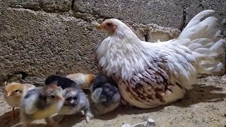 دجاجة حضنت 11 بيضة  و طلعو منهم 8 كتكوت 