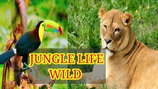 ⁣4k Animals And Birds Jungle Wildlife In Scenic Relaxation films Discovery Video