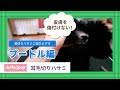 Hugpup 耳毛切りハサミ　【ワンクスクリエイション】