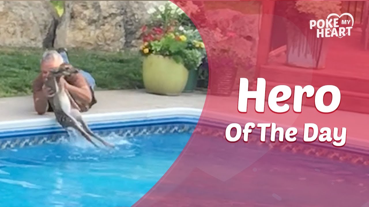 sweet potato Man Rescues Baby Deer From Drowning in Swimming Pool