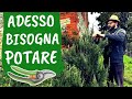 POTARE le AROMATICHE: salvia, timo, basilico, rosmarino, lavanda | Le 5 REGOLE BASE