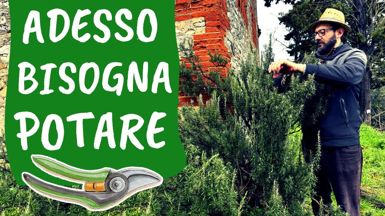 POTARE le AROMATICHE: salvia, timo, basilico, rosmarino, lavanda | Le 5 REGOLE BASE