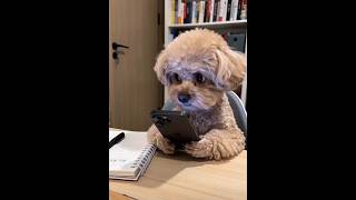 Puppy pretending doing homework #cellphoneaddiction #puppy #dog #funnyshorts  #cute #homework