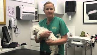 How to Remove a Tick