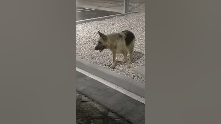La felicità è reale solo se condivisa! L' allegria di Mia è contagiosa! ❤️🆓
