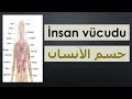 تعلم اللغة التركية  بسهولة  / تعلم أسماء أعضاء جسم الأنسان الداخلية والخارجية  فى اللغة التركية