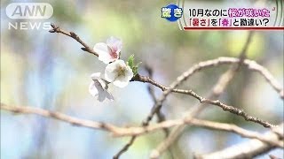 東京・江東区で桜、富山・立山で初冠雪・・・厳冬も（13/10/13）