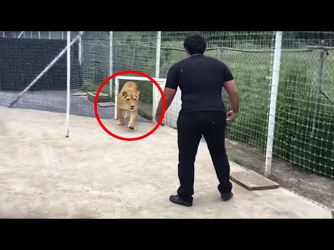 7 Năm Con Sư Tử Này Không Được Gặp Chủ Nhân Của Nó! Chuyện Gì Đã Xảy Ra? - Chuyện Lạ Kỳ Thú