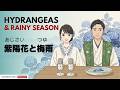 The Secret of Hydrangeas | 紫陽花の秘密 | Japanese daily podcast