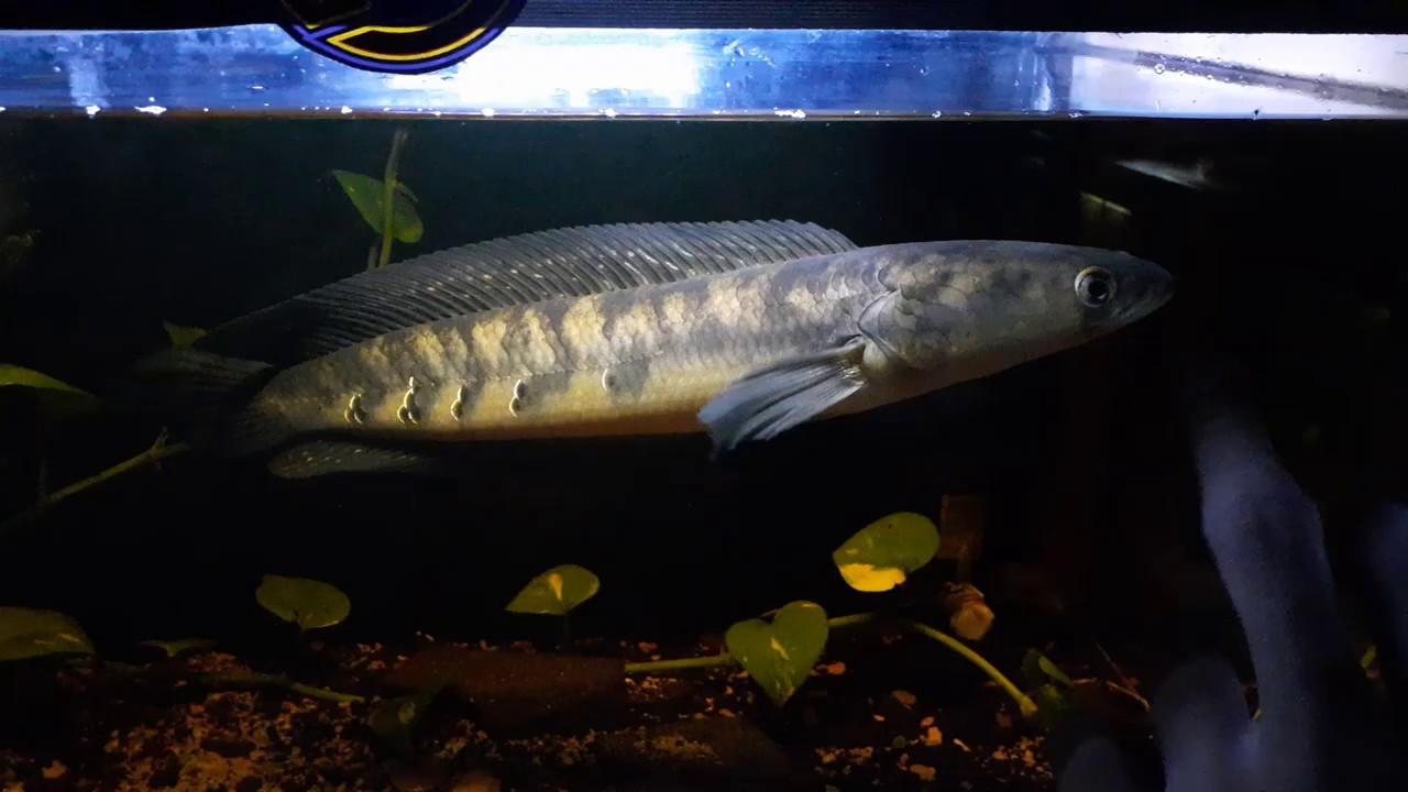 Maruliodes yellow sentarum 