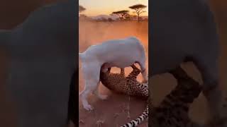 Alabai Dog Vs Cheetah The Ultimate Savanna Showdown