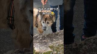 掛け声が餅つきみたいで登らない犬のムーちゃん 〜違うテンポにして〜