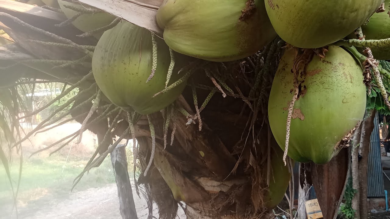 របៀបបណ្ដុះដូងក្រអូប