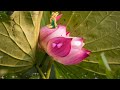 Футаж 🧚 Фея Розового Лотоса 🌺 Background Lotus Pink