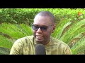 Campagne agricole à Sikasso: l'optimisme malgré les difficultés
