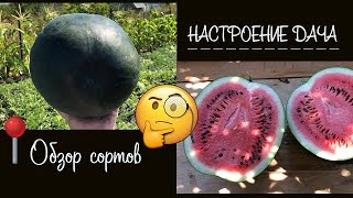 🧐 Обзор на арбуз 🍉 