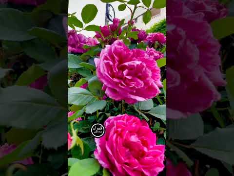 يا بدع افورد ياجمال الورد