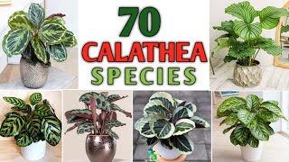 70 Calathea Plant Varieties | Rare and Best Indoor Calathea Species | Plant and Planting