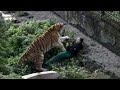 169 MINUTES of Unbelievable Animal Encounters Caught on Camera for 2024