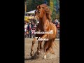 Fieracavalli Verona 2025 | Stunning Horses &amp; Italian Vibes