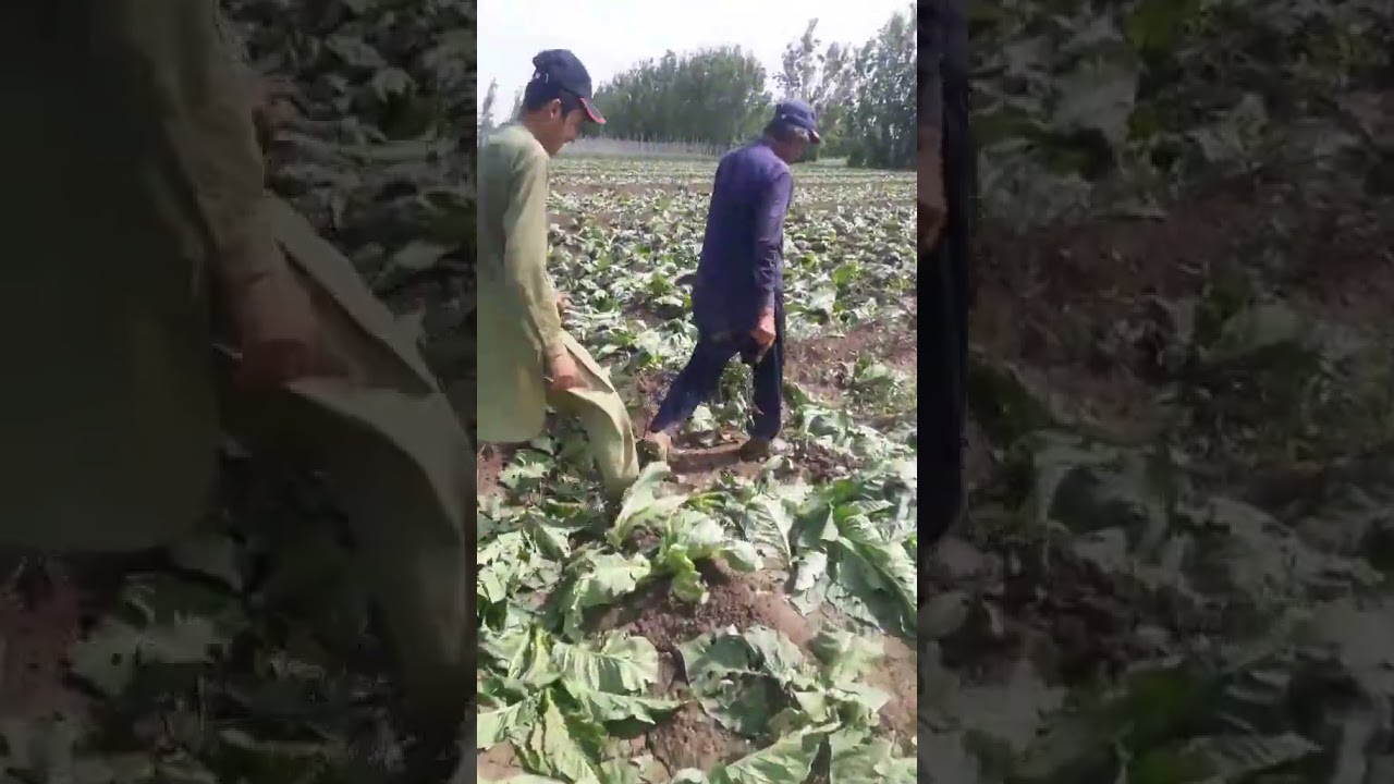 Hail strom damage Tobacco in Kp Swabi 