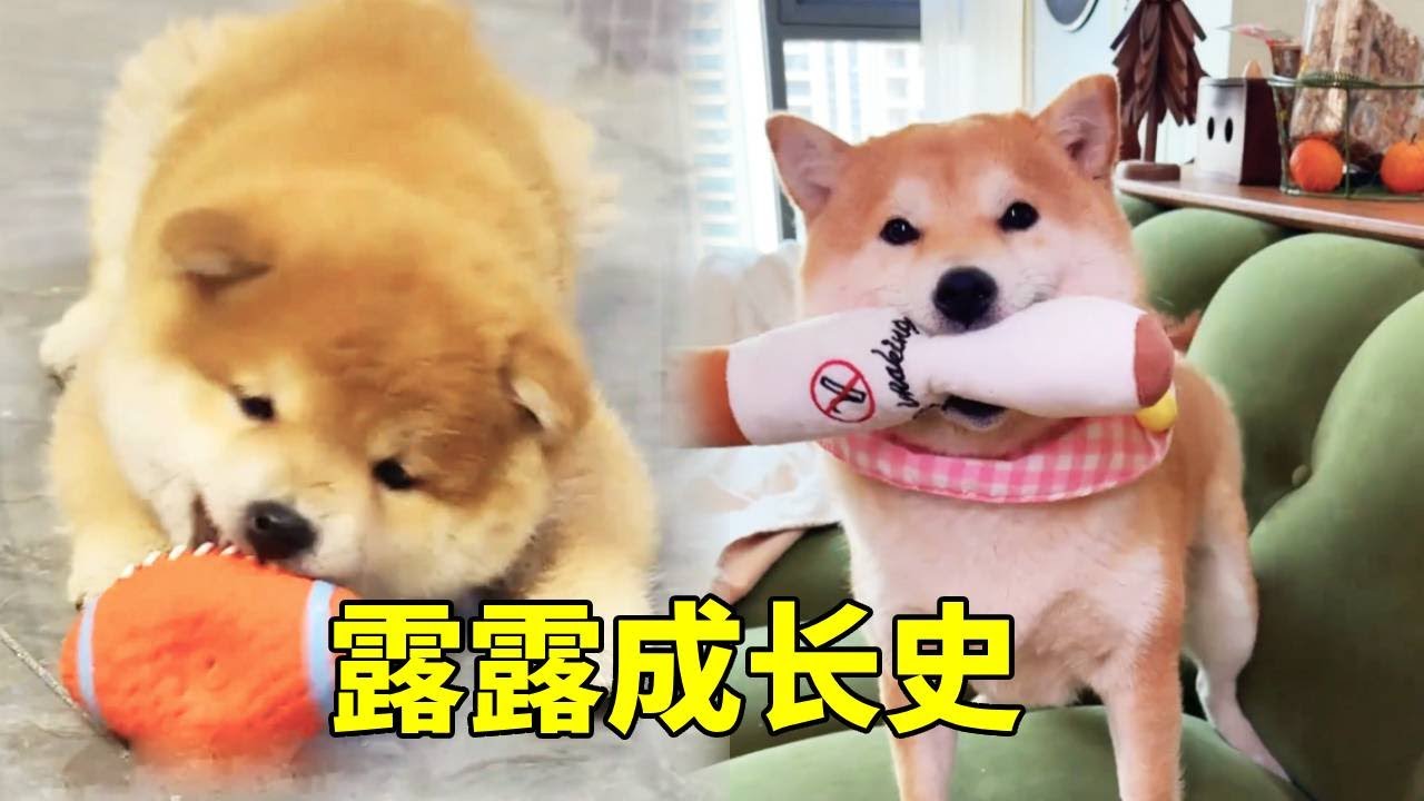 女明星露露成长史！刚来还是一只会发腮的小胖柴，现在已经成长为姨姨们的梦中情狗了！【疯铲姐妹】