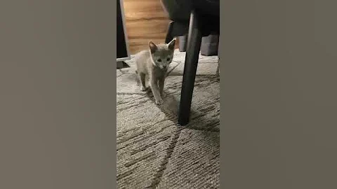 Watch the video about Russian blue kitten meeting Bengal for the First time *3months old cat