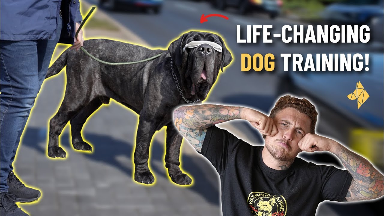 can-we-help-blind-reactive-neapolitan-mastiff-to-walk-safely-on-a-leash