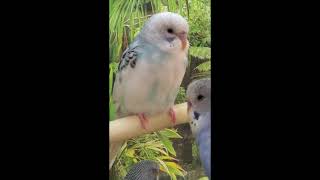 Parakeets in Store by Birds and Friends 300 views 10 months ago 1 minute, 1 second