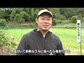 丹波篠山黒大豆枝豆 枝豆狩り始まる