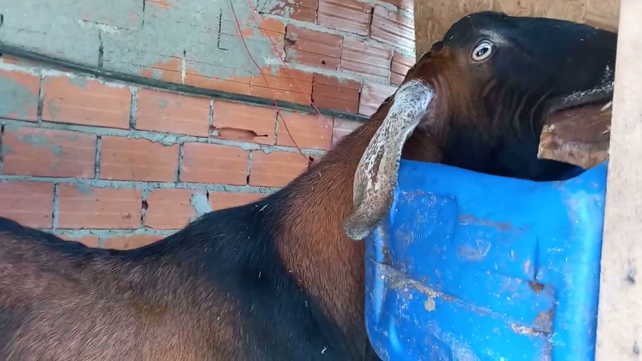 porque o bode reprodutor tem que fica separado do rebanho