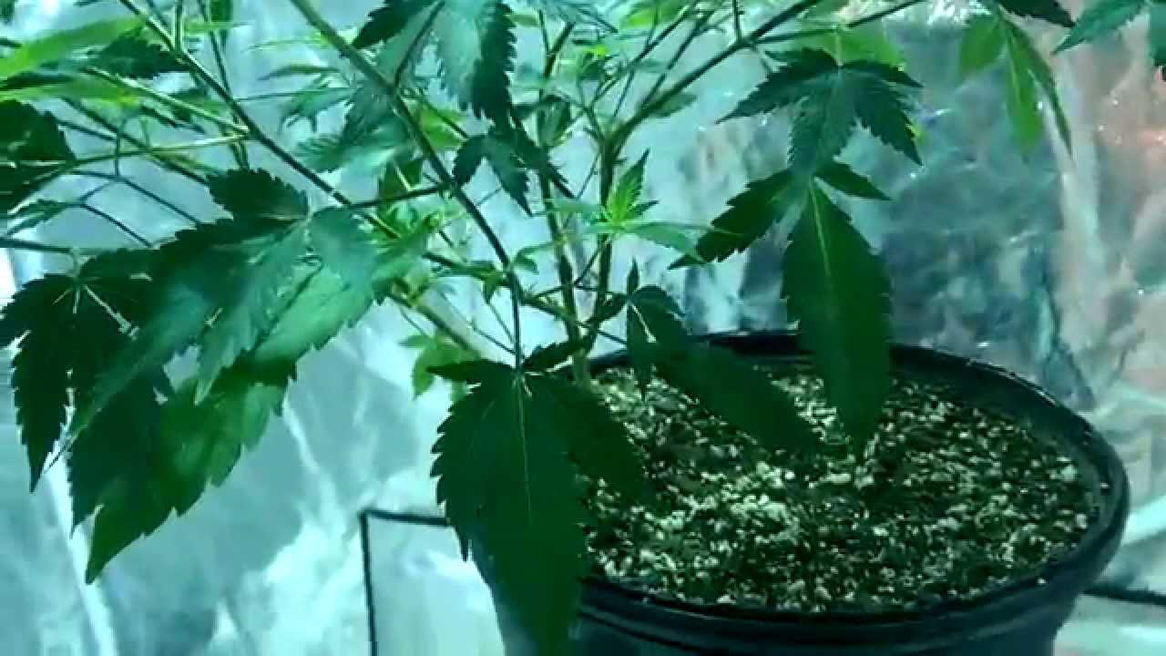 Quick look at strawberry cough