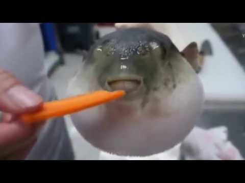 Pufferfishtrousle