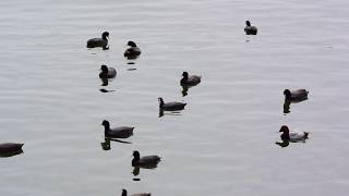 オオバンの群れ / Herd of coots