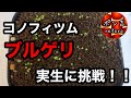 【実生チャレンジ】ブルゲリの実生に挑戦！！