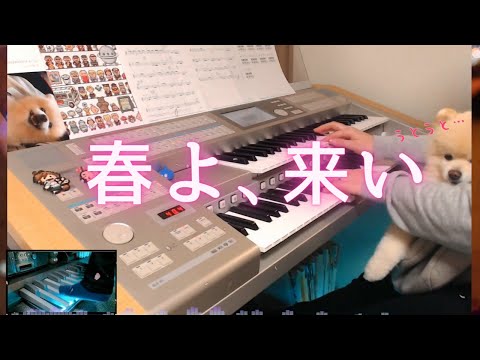 【春よ、来い】エレクトーン