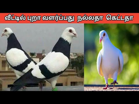 #Pets360 வீட்டில் புறா வளர்ப்பது நல்லதா கெட்டதா | Jolly24