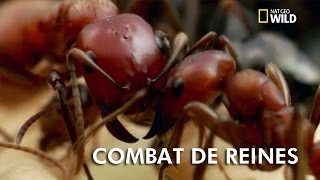 Animal Fight Club | Combat de fourmis