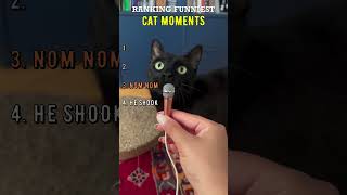 Funny cat moments for daily laughs 😹 #cat #funnycats #funny #kitten