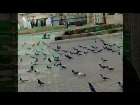 نخوه يم عباس نخوه دخيلج ياام البنين دخيلج يم عباس نخيتج لاترديني