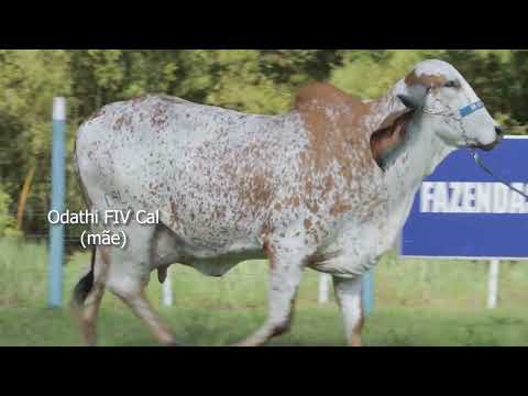 LOTE 25   IMENSA FIV DO BASA   BASA 3230