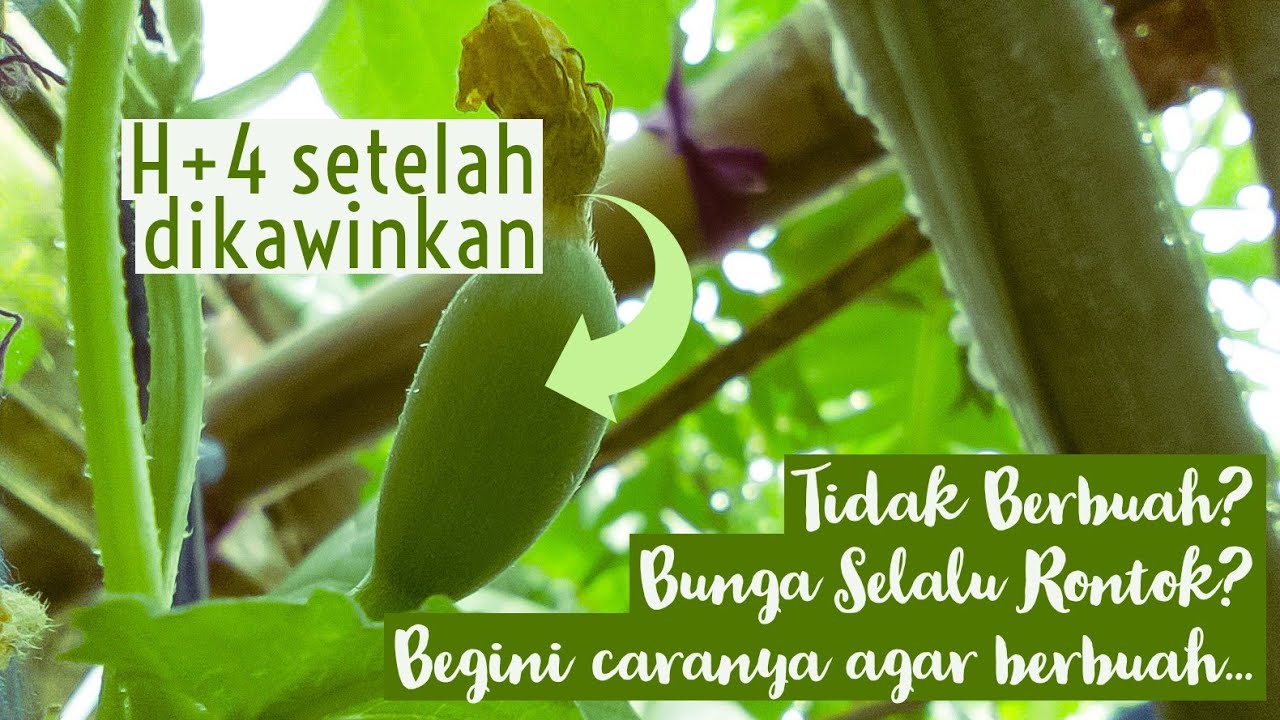 Mengawinkan Bunga Jantan dan Betina pada Tanaman Timun Suri - YouTube