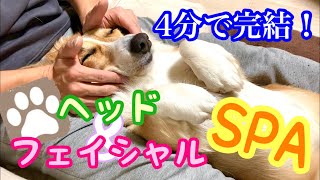 【コレがオススメ】「愛犬のマッサージならこんな感じで」犬のフェイシャル&ヘッドマッサージ